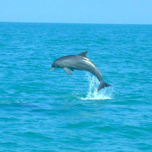 Destin_Dolphin_watch